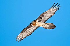 Bartgeier - Zum Vergroessern klicken!
